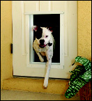 PlexiDor Electronic Dog Doors